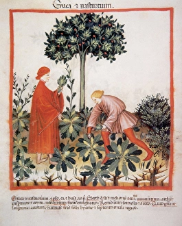Tacuinum Sanitatis. Medieval Health Handbook, dated before 1400, based on observations Tacuinum Sanitatis. Medieval Health Handbook, dated before 1400, based on observations