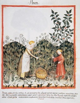 Tacuinum Sanitatis. Medieval Health Handbook, dated before 1400, based on observations Tacuinum Sanitatis. Medieval Health Handbook, dated before 1400, based on observations