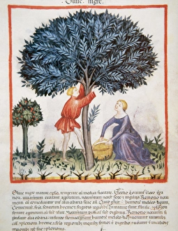 Tacuinum Sanitatis. Medieval Health Handbook, dated before 1400, based on observations Tacuinum Sanitatis. Medieval Health Handbook, dated before 1400, based on observations