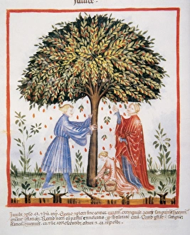 Tacuinum Sanitatis. Medieval Health Handbook, dated before 1400, based on observations Tacuinum Sanitatis. Medieval Health Handbook, dated before 1400, based on observations