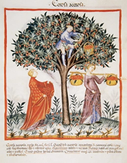 Tacuinum Sanitatis. Medieval Health Handbook, dated before 1400, based on observations Tacuinum Sanitatis. Medieval Health Handbook, dated before 1400, based on observations