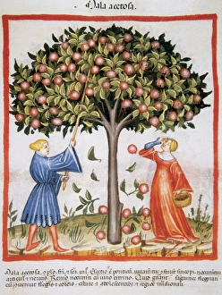 Tacuinum Sanitatis. Medieval Health Handbook, dated before 1400, based on observations Tacuinum Sanitatis. Medieval Health Handbook, dated before 1400, based on observations
