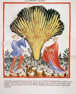 Tacuinum Sanitatis. Medieval Health Handbook, dated before 1400, based on observations Tacuinum Sanitatis. Medieval Health Handbook, dated before 1400, based on observations