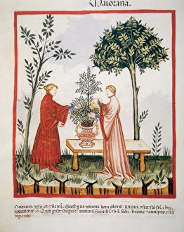 Tacuinum Sanitatis. Medieval Health Handbook, dated before 1400, based on observations Tacuinum Sanitatis. Medieval Health Handbook, dated before 1400, based on observations