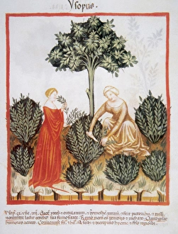 Tacuinum Sanitatis. Medieval Health Handbook, dated before 1400, based on observations Tacuinum Sanitatis. Medieval Health Handbook, dated before 1400, based on observations