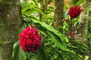 Tahitian ginger at Hawaii Tropical Botanical Garden, Hamakua Coast, Big Island, Hawaii Tahitian ginger at Hawaii Tropical Botanical Garden, Hamakua Coast, Big Island, Hawaii