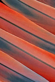 Tail Feather Pattern Scarlet Macaw