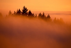 Tamarac Pine Trees poking through the clouds in a forest east of Mt. Hood. North America Tamarac Pine Trees poking through the clouds in a forest east of Mt. Hood. North America