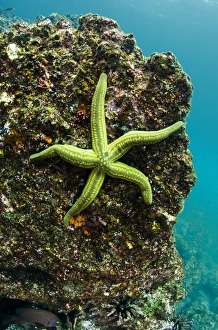 Tan Sea Star(Phataria unifascialis) GALAPAGOS ISLANDS, Ecuador, South America Tan Sea Star(Phataria unifascialis) GALAPAGOS ISLANDS, Ecuador, South America