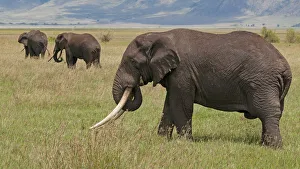 Tanzania, Africa. Three African Elephants grazing Tanzania, Africa. Three African Elephants grazing