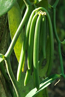 Tanzania: Zanzibar, Kizimbani (4 miles inland), Bahama Spice Plantation, vanilla pods Tanzania: Zanzibar, Kizimbani (4 miles inland), Bahama Spice Plantation, vanilla pods