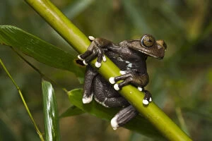 New Species Gallery: Tapichalaca Tree Frog (Hyloscirtus tapichalaca) CAPTIVE Tapichalaca Reserve