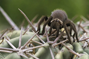 Tarantula, Aphonopelma sp. young on cactus, Starr County, Rio Grande Valley, Texas Tarantula, Aphonopelma sp. young on cactus, Starr County, Rio Grande Valley, Texas