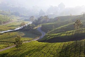 Images Dated 16th November 2010: Tea Plantations, Munnar, Western Ghats, Kerala, South India