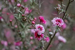 Floral & Botanical Collection: Tea tree flower