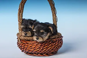 Two Teacup Yorkshire Terrier puppies sitting in a small basket. (PR) Two Teacup Yorkshire Terrier puppies sitting in a small basket. (PR)