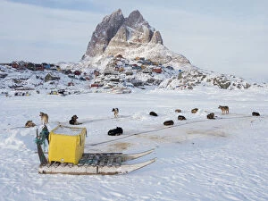 Greenland Collection: Team of sled dog during winter in Uummannaq in Greenland