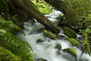 Temperate Rainforest Creek in Sol Duc River Drainage, Olympic National Park, Washington Temperate Rainforest Creek in Sol Duc River Drainage, Olympic National Park, Washington