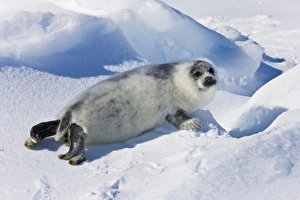 Ten-day-old harp seal pup fur starting to turn black, Iles de la Madeleine, Quebec Ten-day-old harp seal pup fur starting to turn black, Iles de la Madeleine, Quebec