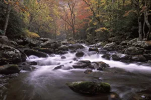 Tennessee, Great smoky Mt NP, Stream in fall at Tremont Tennessee, Great smoky Mt NP, Stream in fall at Tremont