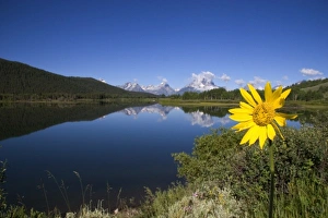 Teton National Park along the Snake River, Wyoming. Yellow balsam root flower in foreground Teton National Park along the Snake River, Wyoming. Yellow balsam root flower in foreground