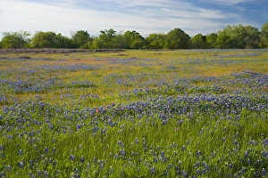 Texas Blue Bonnets, Vetch in meadow near Brenham, Texas Texas Blue Bonnets, Vetch in meadow near Brenham, Texas