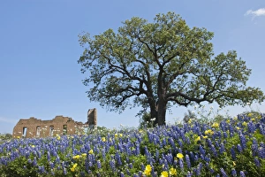 Texas Bluebonnets (Lupinus texensis) in bloom, central Texas, spring Texas Bluebonnets (Lupinus texensis) in bloom, central Texas, spring