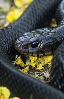 Texas Indigo Snake, Dryon corais erebennus, adult with Retama (Parkinsonia aculeata) blossoms Texas Indigo Snake, Dryon corais erebennus, adult with Retama (Parkinsonia aculeata) blossoms