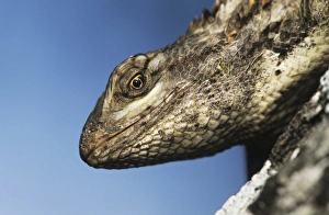 Texas Spiny Lizard, Sceloperus olivaceus, adult on Mesquite tree bark, Willacy County Texas Spiny Lizard, Sceloperus olivaceus, adult on Mesquite tree bark, Willacy County