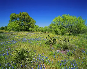 Texas, Texas Hill Country, Low bladderpod, bluebonnets, oak and mesquite tree Texas, Texas Hill Country, Low bladderpod, bluebonnets, oak and mesquite tree