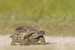 Texas Tortoise (Gopherus berlandieri) walking, Texas Texas Tortoise (Gopherus berlandieri) walking, Texas