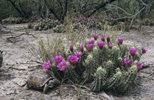 Texas Tortoise, Gopherus berlandieriadult, walking next to Strawberry Hedgehog Texas Tortoise, Gopherus berlandieriadult, walking next to Strawberry Hedgehog