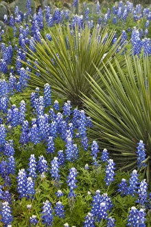 Texas, USA. Bluebonnets (Lupinus texensis) Surrounding a Yucca Shrub Texas, USA. Bluebonnets (Lupinus texensis) Surrounding a Yucca Shrub