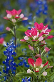Texas, USA. Field of Texas bluebonnets (Lupinus texensis) and indian paintbrush Texas, USA. Field of Texas bluebonnets (Lupinus texensis) and indian paintbrush