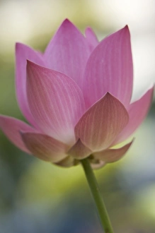 Thailand Beach Art Prints, Posters & Puzzles