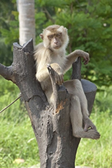 Thailand, Ko Samui. Coconut plantation, macaque monkey trained to drop coconuts Thailand, Ko Samui. Coconut plantation, macaque monkey trained to drop coconuts