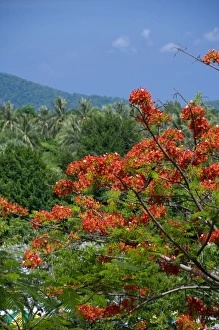 Thailand, Phuket. Thailands largest island. Lush tropical countryside views from Promthep Thailand, Phuket. Thailands largest island. Lush tropical countryside views from Promthep