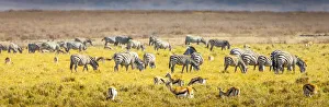 Thompson's gazelle and zebra feed among the grasslands within the Ngorongoro Crater Thompson's gazelle and zebra feed among the grasslands within the Ngorongoro Crater