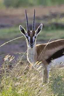 Thomsons Gazelle (Gazella thomsoni) on the savanah, Masai Mara National Reserve Thomsons Gazelle (Gazella thomsoni) on the savanah, Masai Mara National Reserve
