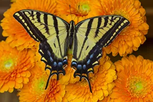 Three-tailed swallowtail butterfly female on orange gerber daisies Three-tailed swallowtail butterfly female on orange gerber daisies