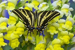 Three-tailed Tiger Swallowtail Butterfly, Papilio pilumnus Three-tailed Tiger Swallowtail Butterfly, Papilio pilumnus