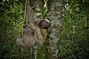 Three-Toed Sloth (Bradypus variegatus) Perezoso de Tres Dedos, Cahuita, Caribe, Costa
