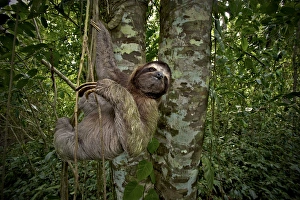 Three-Toed Sloth (Bradypus variegatus) Perezoso de Tres Dedos, Cahuita, Caribe, Costa Three-Toed Sloth (Bradypus variegatus) Perezoso de Tres Dedos, Cahuita, Caribe, Costa