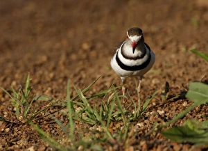 Threebanded Plover, Charadrius tricollaris, Mkuze Game Reserve, South Africa