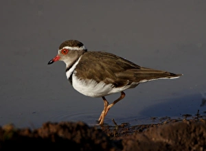 Threebanded Plover, Charadrius tricollaris, Mkuze Game Reserve, South Africa