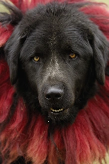 Tibetan mastif dog to compete at the Horse Racing Festival or Heavenly Steed Festival Tibetan mastif dog to compete at the Horse Racing Festival or Heavenly Steed Festival