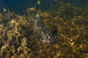Tiger catfish (Pseudoplatystoma tigrinum) Savannah Rupununi GUYANA Tiger catfish (Pseudoplatystoma tigrinum) Savannah Rupununi GUYANA