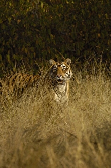 Tiger (Panthera tigris) 3 1/2 year old male. Ranthambhore National Park. Rajasthan Tiger (Panthera tigris) 3 1/2 year old male. Ranthambhore National Park. Rajasthan
