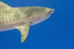 Images Dated 10th April 2004: Tiger Shark (Galeocerda cuvier), Northern Bahamas