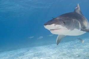 Tiger Sharks (Galeocerdo cuvier) Northern Bahamas (RF) Tiger Sharks (Galeocerdo cuvier) Northern Bahamas (RF)